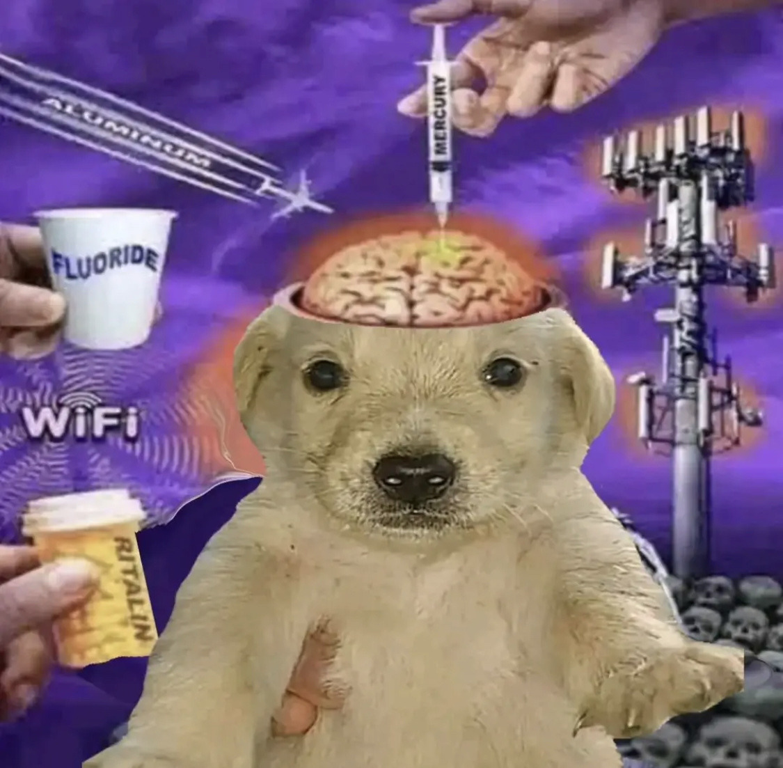 Beet's World